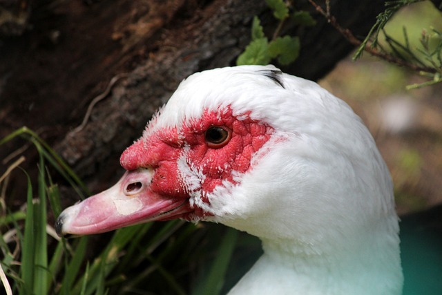 以其出色的 以其出色的